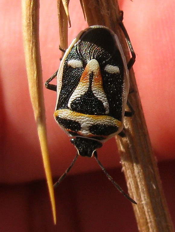 Pentatomidae: Eurydema rugulosa with different colouration
